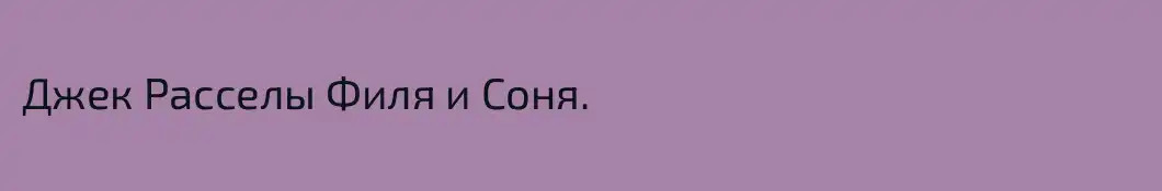 Джек Расселы Филя и Соня.